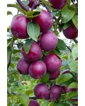 Яблуня домашня ‘Чорний Принц’|Malus domestica ‘Black Prince’|Яблуня домашня ‘Чорний Принц’